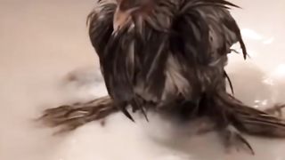 dog bath