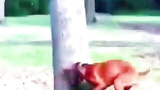 Funny Animals