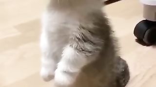 Top-Funny-Cute-Kitten-Random-Viral-Clips-shortsvid(2).