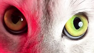 Nightmares cats
