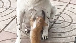 Watch the Emily suckle the orphan cat