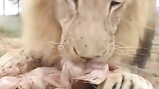 Lion crunching meat close up scenes