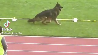 Beautiful dog