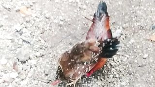 Ayam jantan vs ayam betina lomba makan