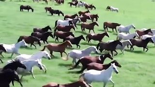 Horse Running in Group