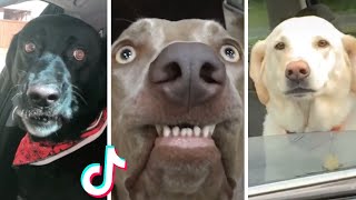 Funniest Doggos Ever ???? Best Funny Dog Videos Compilation