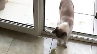 Watch the little chick play with the cat and she in turn kisses him