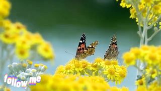 beautiful butterfly