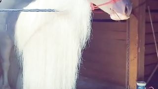 White Beautiful Horse