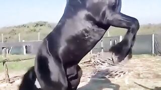 Horse Stand on two Legs