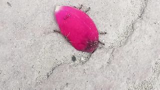 Ants are doing amazing work