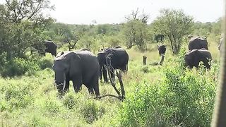 Animals Video