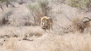 Lion Vedio