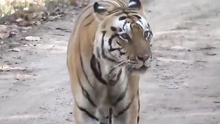 Tiger Vedio