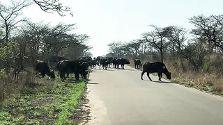 Anmal Video