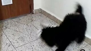 The kitten playing with a Chihuahua dog