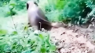Elephant funny video person