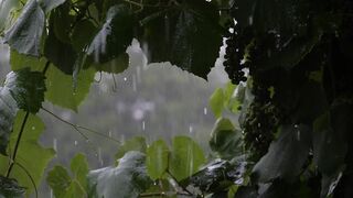 Relaxing with Nature Sounds winter Rain