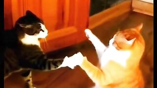Funny cats moments