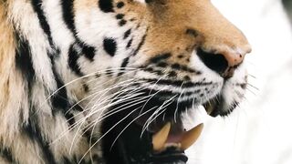 fun facts | fun facts about tiger