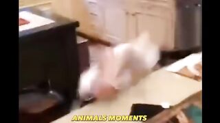 Funny videos cats/doge/and/animals
