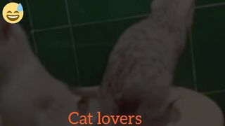 Cat funniest video #cat lovers