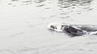 Crocodile_is_King_Swamp Animals