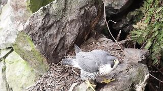 Peregrine_Falcon_Nesting_4k_HQ