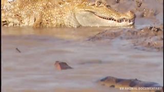 Extreme_fight_Crocodile_vs_Snake