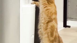 Intellegent cat
