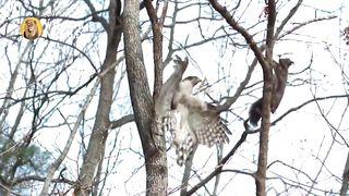 Eagles_captures_a_Goat_|_Amazing_Raptors_and_Eagle_Attacks_|_Eagles_vs_Monkey,_Fox_and_Snake