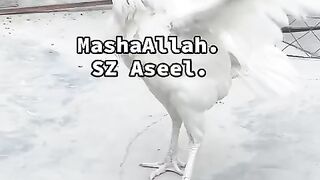 Heera Aseel