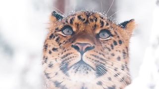Look at his eyes