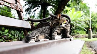 Cat  beauty