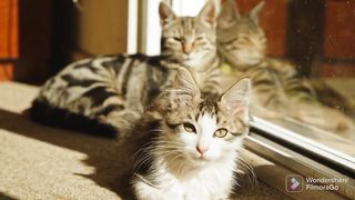 Cat relaxation