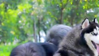 King siberain husky.
