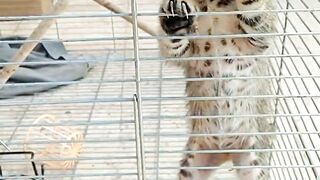 funny cats meowing |cat videos