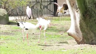 Beautiful golden pheasants and wading birds