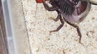 How scorpion givin birth to babies ?