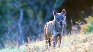 Cute jikal video