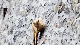 Goat ???? calimbing
