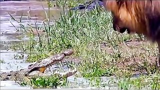 Crocodile vs loin....,,