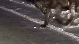 Wolf attack trending videos
