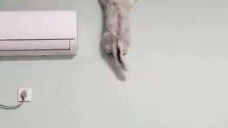 Funny Cute Cat ???????? || Follow If You Like Cute Cats