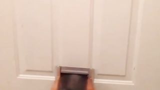 Animals funny video