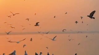 Good Morning natural view