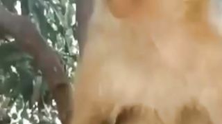 Funny video monkey smoking #funny