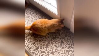 Funny animals - Funny cats / dogs - Funny animal videos 268