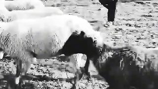 Awara ho. Check sheeps