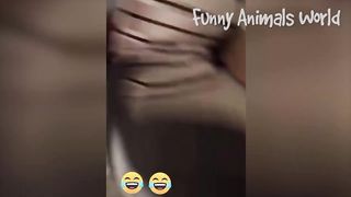 Funniest Dogs And Cats Videos ???? - Best Funny Animal Videos 2023 ???? #7